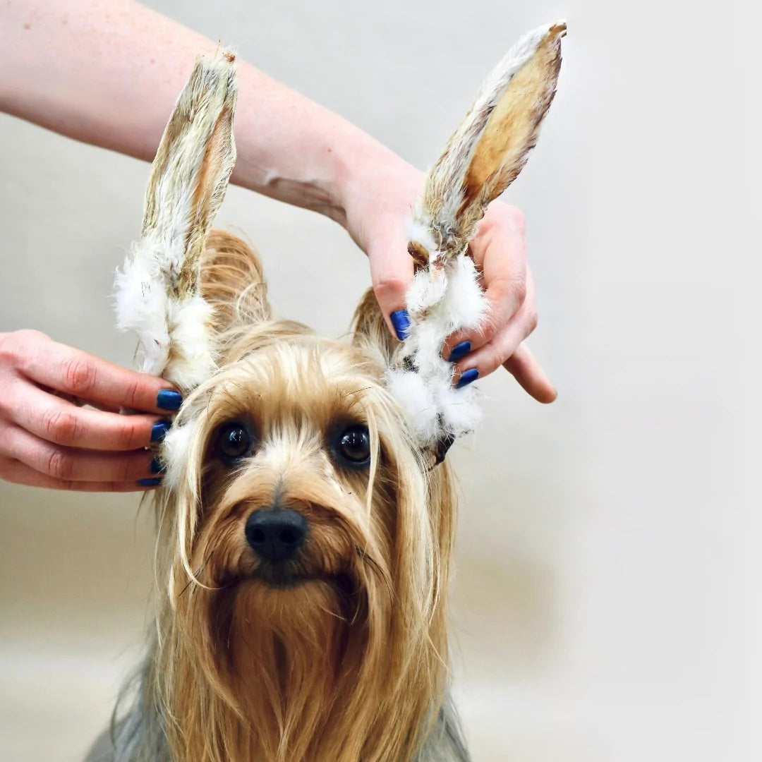 Hairy Rabbit Ears 500g
